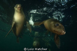 Los Islotes Sea Lions by Lois Hatcher 